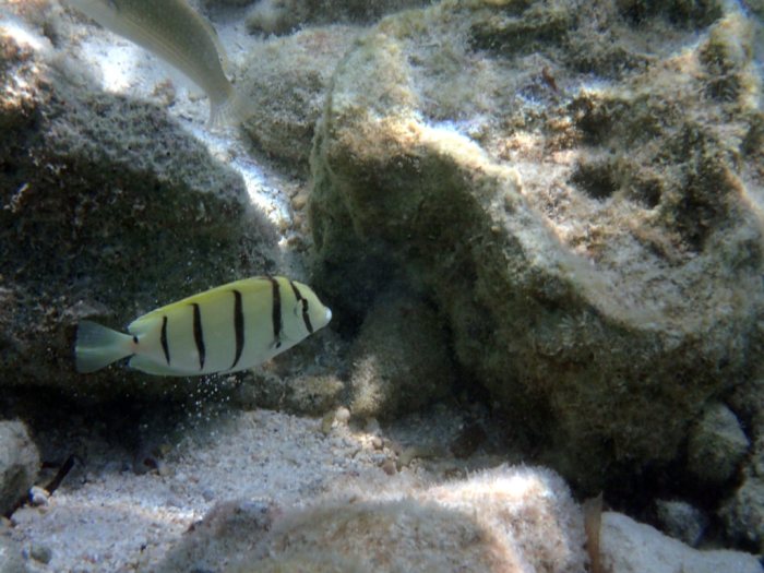 Acanthurus triostegus