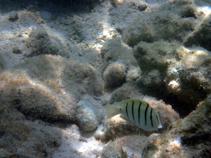 Acanthurus triostegus