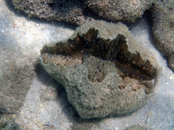 Hippopus hippopus