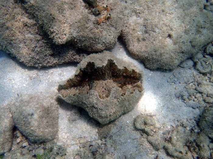 Hippopus hippopus