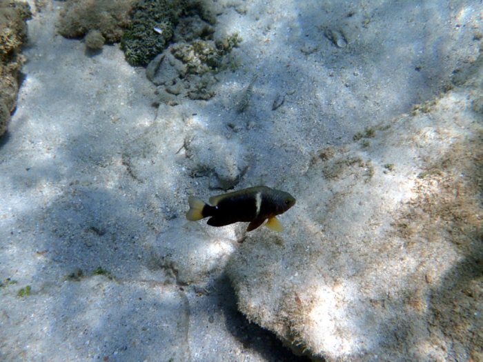 Chrysiptera biocellata