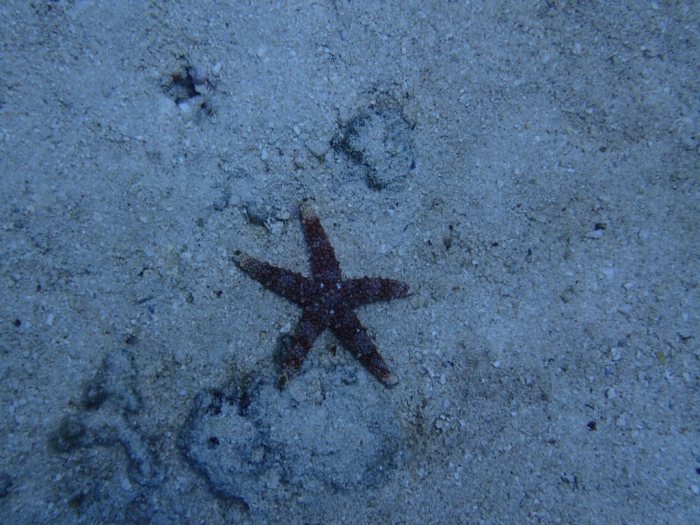 Nardoa gomophia