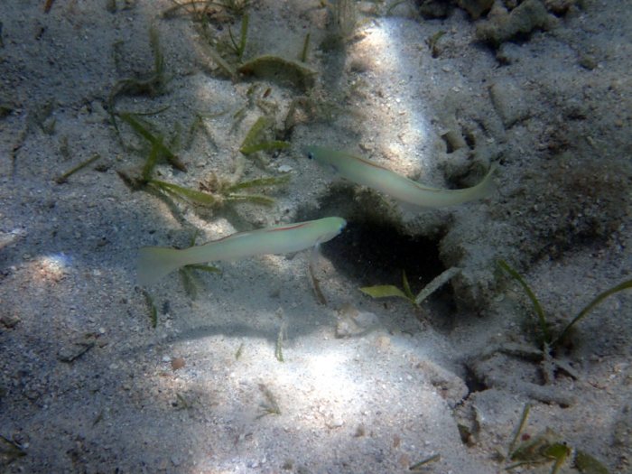 Ptereleotris microlepis