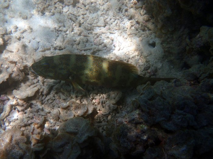 Plectropomus leopardus