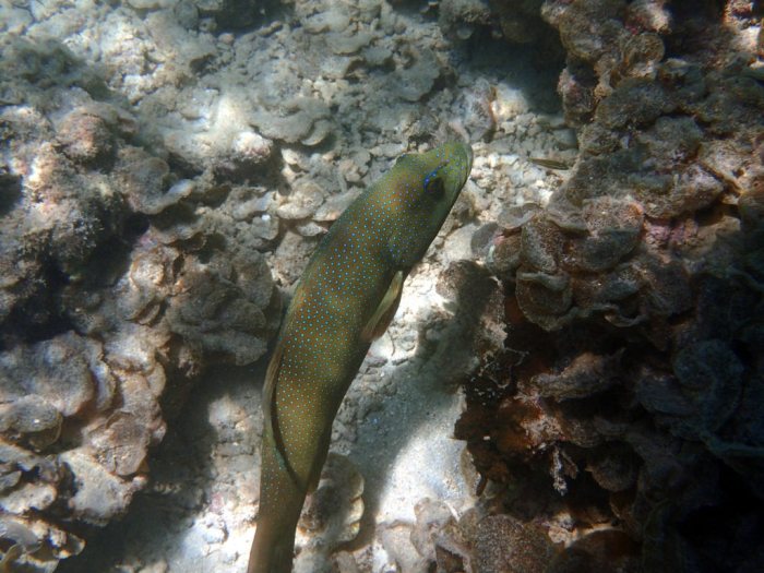 Plectropomus leopardus