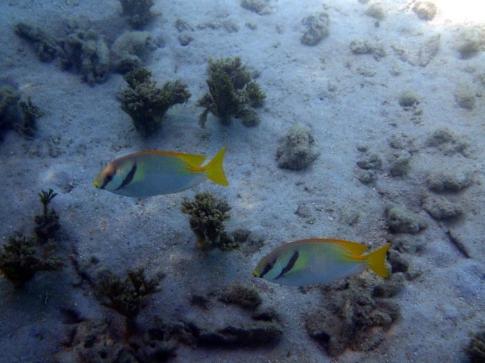 Siganus doliatus