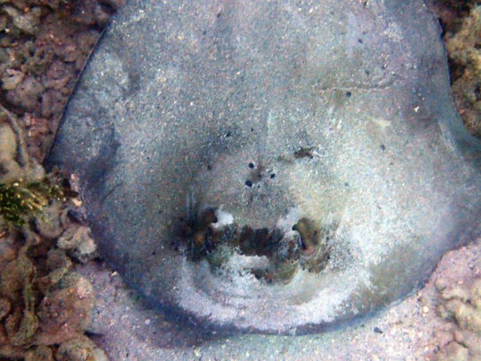 Neotrygon kuhlii