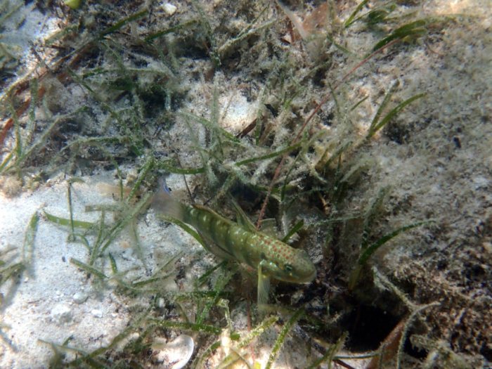 Amblygobius phalaena