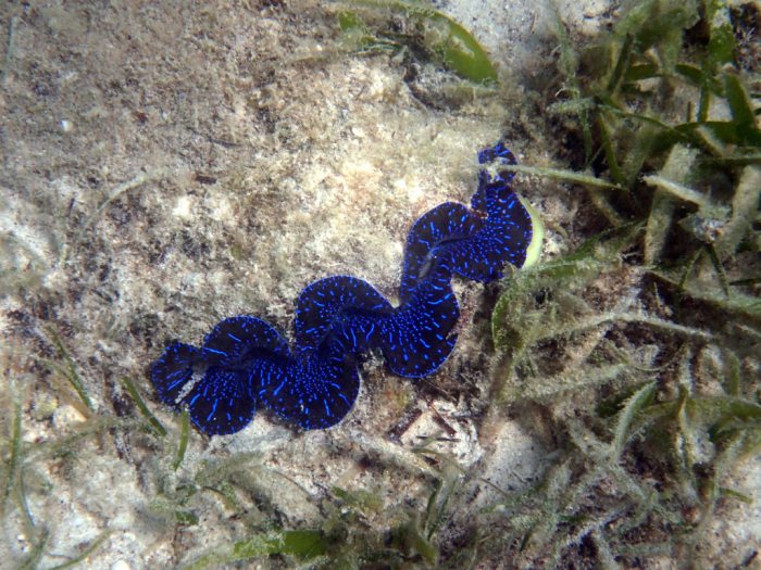 Tridacna crocea