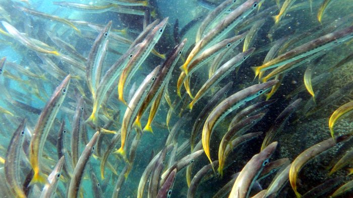 Sphyraena flavicauda