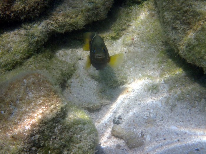 Chrysiptera biocellata