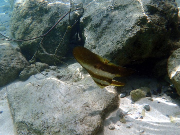 Platax orbicularis
