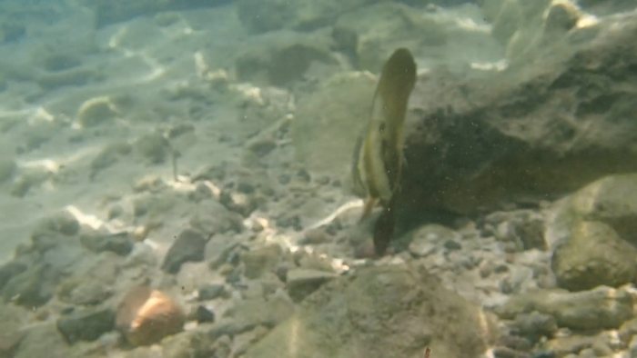 Platax orbicularis