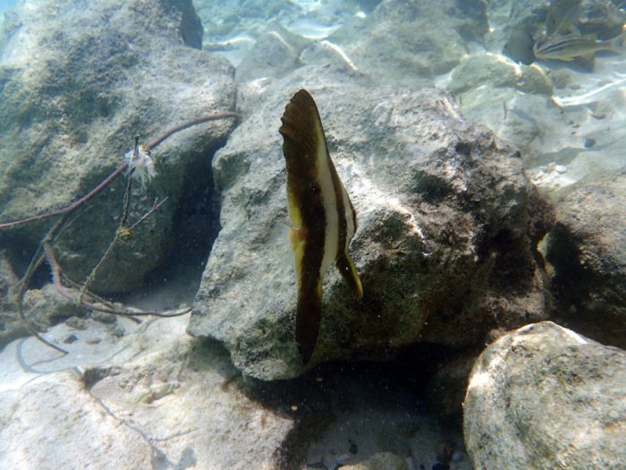 Platax orbicularis