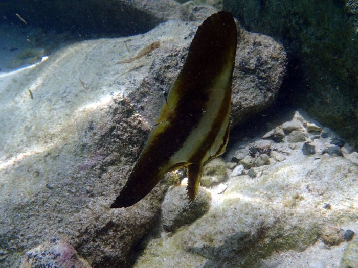 Platax orbicularis