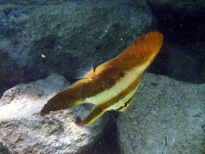 Platax orbicularis