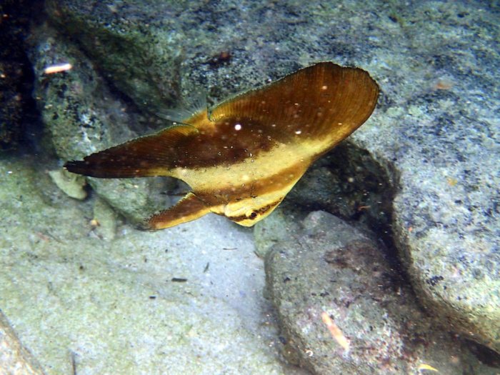 Platax orbicularis