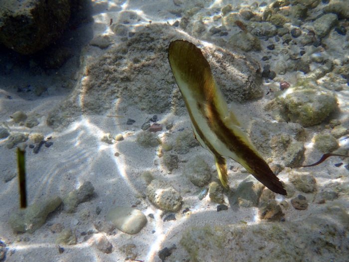 Platax orbicularis