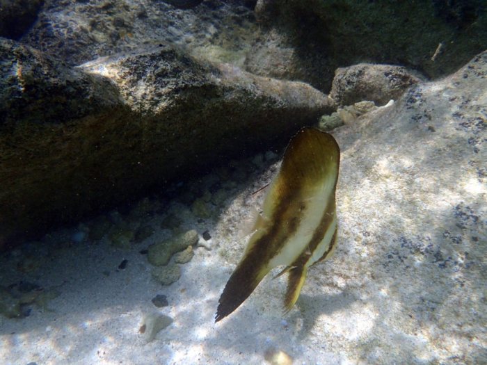 Platax orbicularis