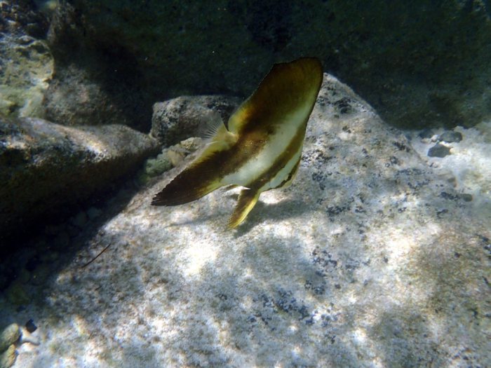 Platax orbicularis