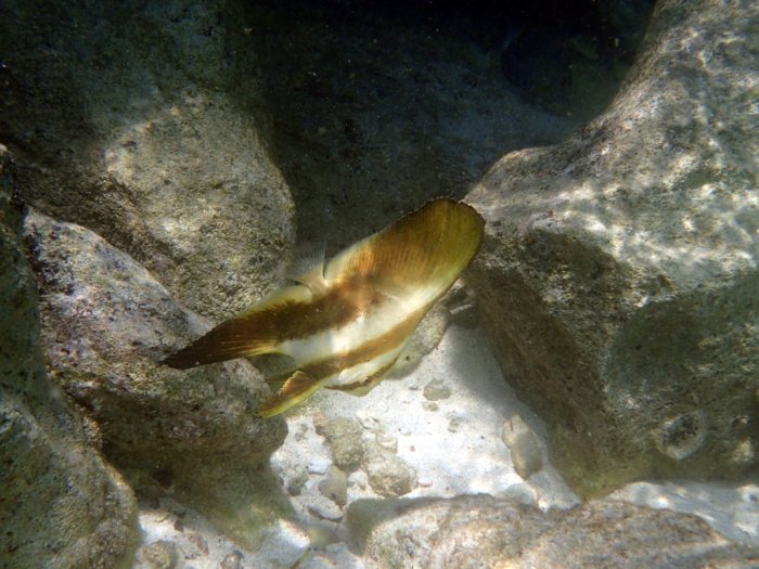 Platax orbicularis