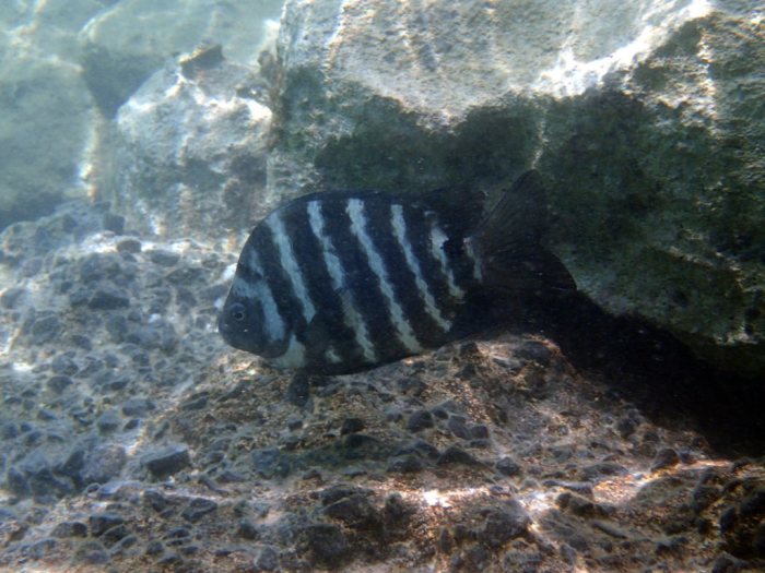 Abudefduf sordidus