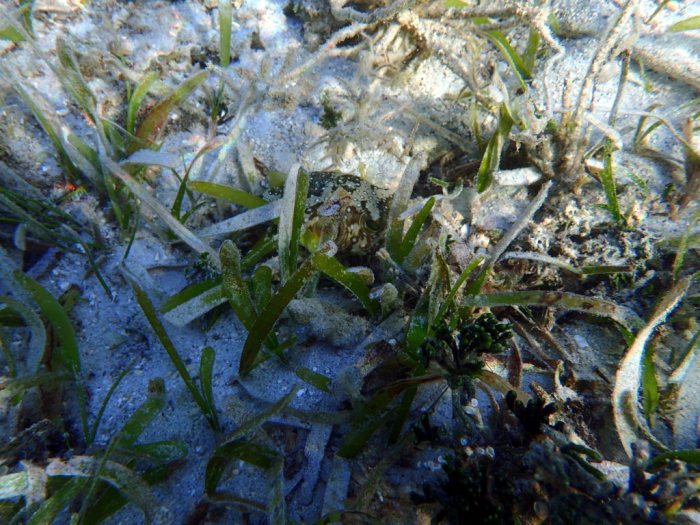 Arothron hispidus