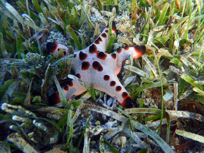 Protoreaster nodosus