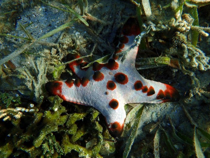 Protoreaster nodosus