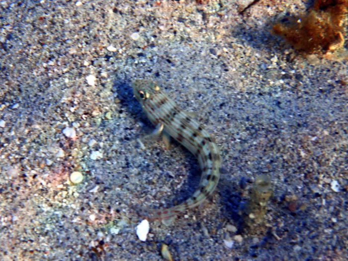 Valenciennea longipinnis