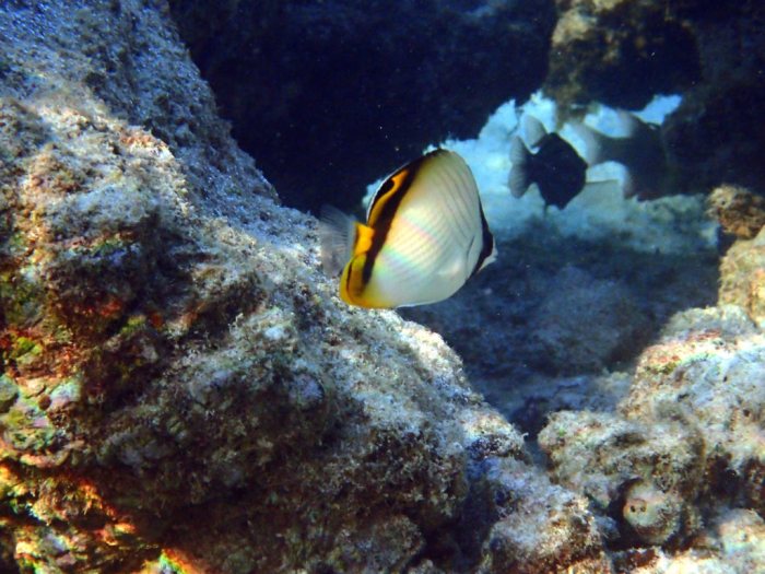 Chaetodon vagabundus