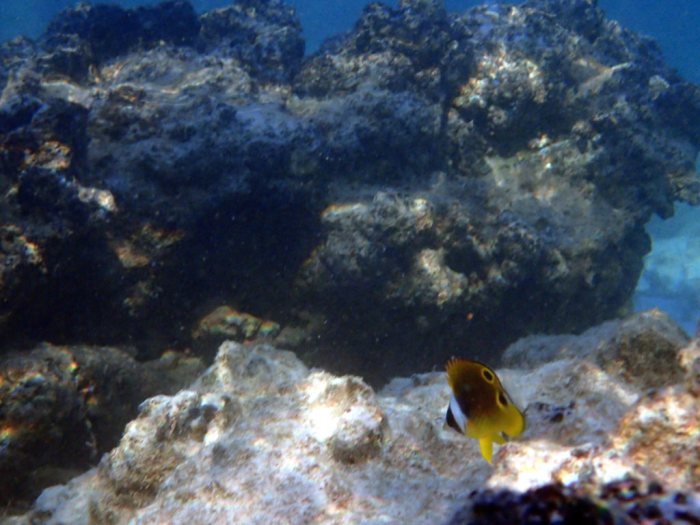 Chaetodon lunula