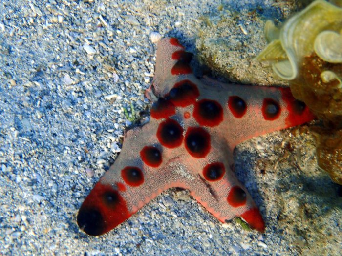 Protoreaster nodosus