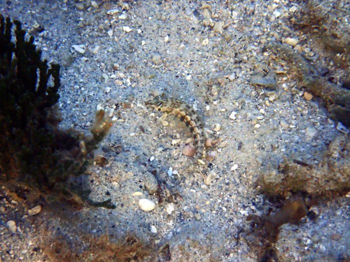 Parapercis australis