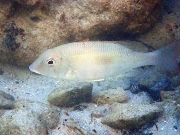 Lethrinus harak