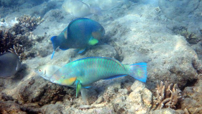 Scarus rivulatus