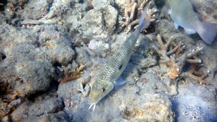 Mulloidichthys flavolineatus