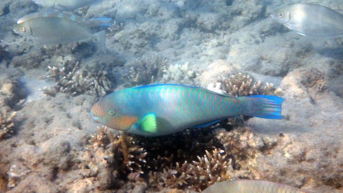 Scarus rivulatus