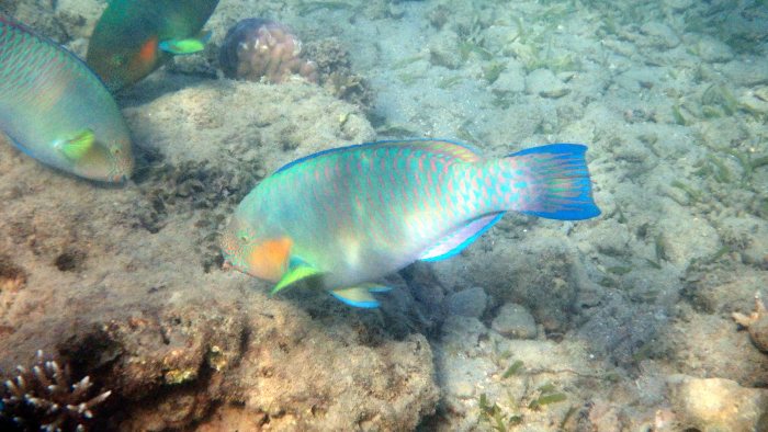 Scarus rivulatus