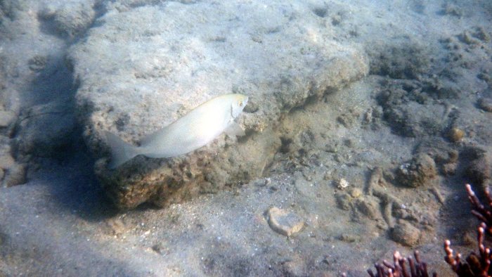 Siganus fuscescens