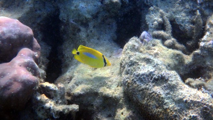 Chaetodon plebeius
