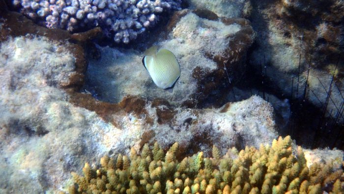 Chaetodon citrinellus