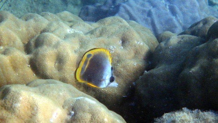 Chaetodon flavirostris