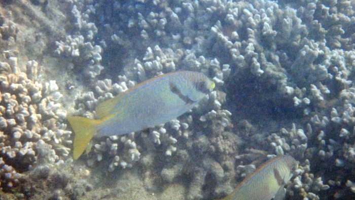 Siganus doliatus
