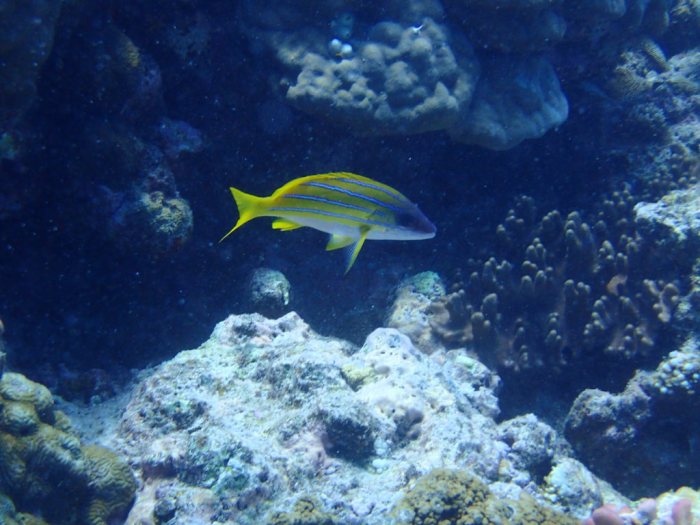 Lutjanus kasmira