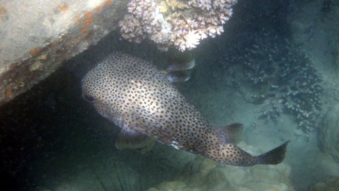 Diodon hystrix