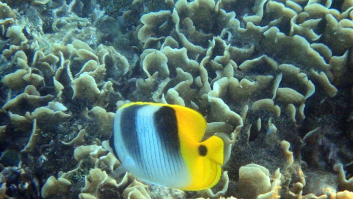 Chaetodon ulietensis