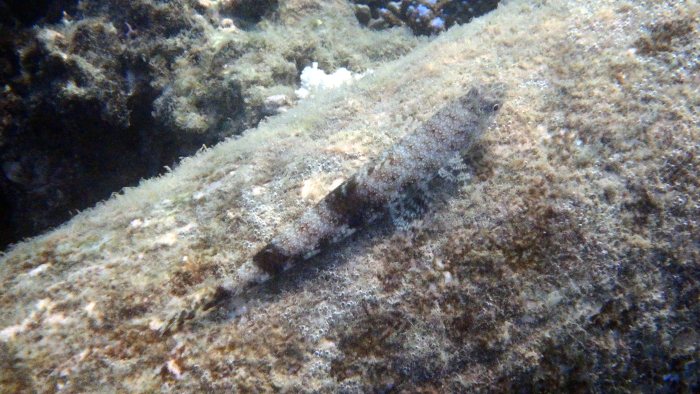 Saurida gracilis