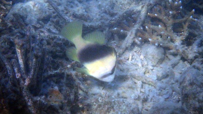 Diploprion bifasciatum