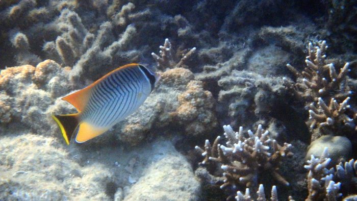Chaetodon trifascialis
